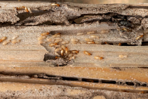 Best Bed Bug Extermination  in Garden City, KS